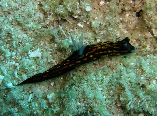Roboastra gracilis.bmp - Philippines îles Calamian